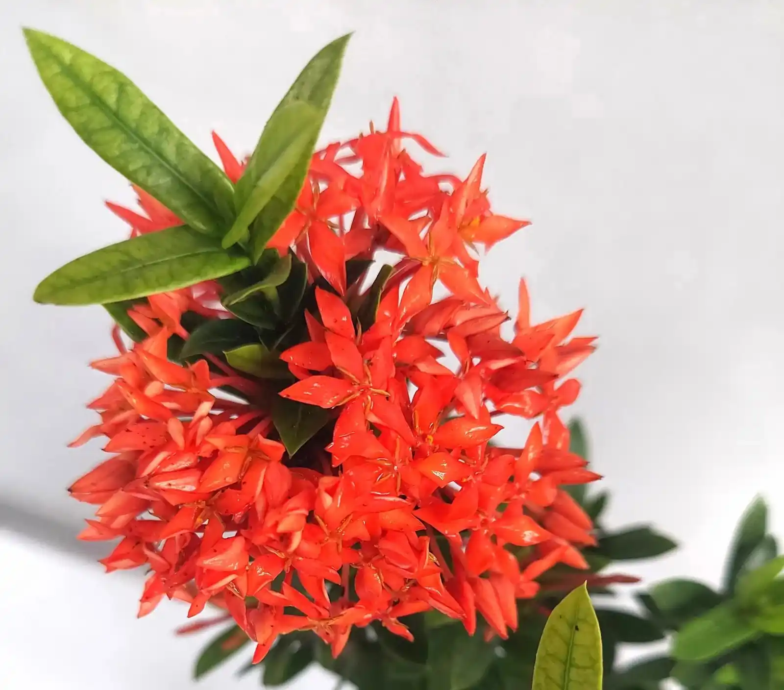 Ixora Red Plant